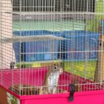 IMG-20260515-WA0107